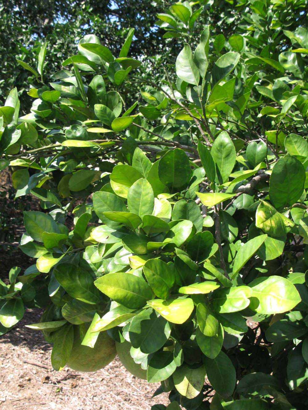                Sun leaves (Sha Tian You, Winter Haven, FL)       